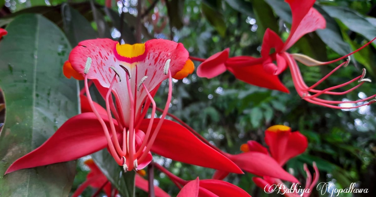 Amherstia nobilis Wall.